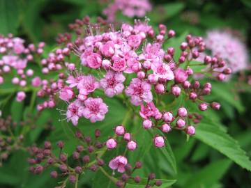 Fotografia da espécie Spiraea japonica