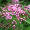 Fotografia 10 da espécie Spiraea japonica do Jardim Botânico UTAD