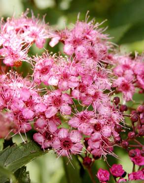 Fotografia 11 da espécie Spiraea japonica no Jardim Botânico UTAD