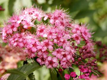 Fotografia da espécie Spiraea japonica