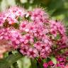 Fotografia 11 da espécie Spiraea japonica do Jardim Botânico UTAD