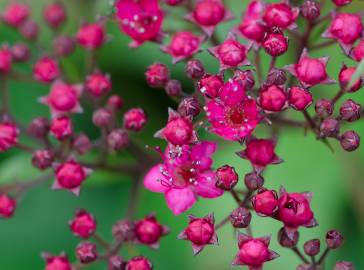 Fotografia da espécie Spiraea japonica