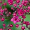 Fotografia 12 da espécie Spiraea japonica do Jardim Botânico UTAD