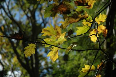 Fotografia da espécie Sorbus torminalis