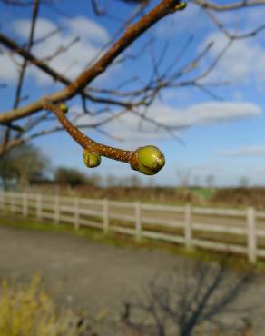 Fotografia 5 da espécie Sorbus torminalis no Jardim Botânico UTAD