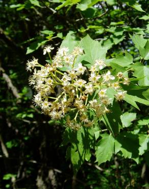 Fotografia 6 da espécie Sorbus torminalis no Jardim Botânico UTAD