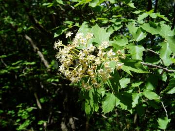 Fotografia da espécie Sorbus torminalis