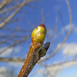 Fotografia da espécie Sorbus torminalis