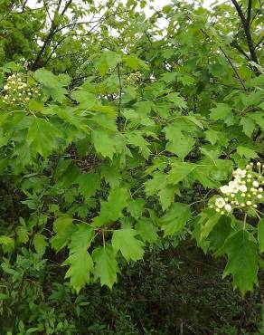 Fotografia 9 da espécie Sorbus torminalis no Jardim Botânico UTAD