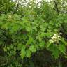 Fotografia 9 da espécie Sorbus torminalis do Jardim Botânico UTAD