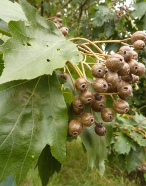 Fotografia 10 da espécie Sorbus torminalis no Jardim Botânico UTAD