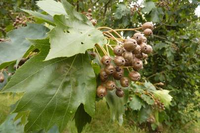 Fotografia da espécie Sorbus torminalis