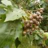 Fotografia 10 da espécie Sorbus torminalis do Jardim Botânico UTAD