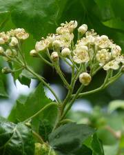 Fotografia da espécie Sorbus torminalis