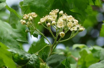 Fotografia da espécie Sorbus torminalis