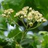 Fotografia 1 da espécie Sorbus torminalis do Jardim Botânico UTAD