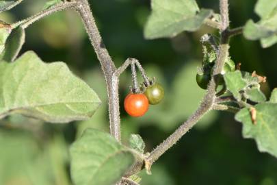 Fotografia da espécie Solanum villosum