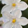 Fotografia 5 da espécie Solanum laxum do Jardim Botânico UTAD