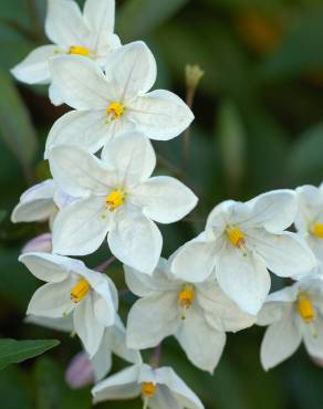 Fotografia 7 da espécie Solanum laxum no Jardim Botânico UTAD