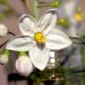 Fotografia 8 da espécie Solanum laxum do Jardim Botânico UTAD