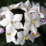 Fotografia 9 da espécie Solanum laxum do Jardim Botânico UTAD