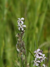 Fotografia da espécie Silene gallica
