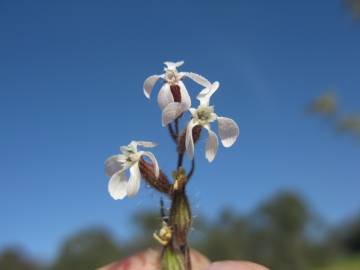 Fotografia da espécie Silene gallica