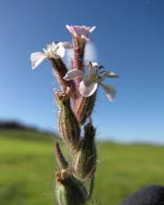 Fotografia da espécie Silene gallica