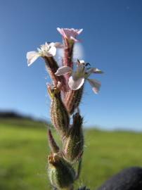 Fotografia da espécie Silene gallica