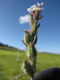 Fotografia da espécie Silene gallica