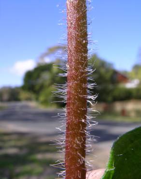 Fotografia 6 da espécie Silene gallica no Jardim Botânico UTAD