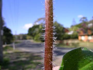 Fotografia da espécie Silene gallica