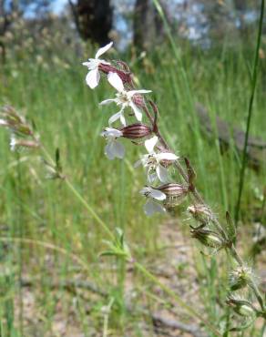 Fotografia 7 da espécie Silene gallica no Jardim Botânico UTAD