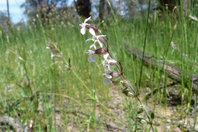 Fotografia da espécie Silene gallica