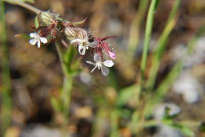 Fotografia da espécie Silene gallica