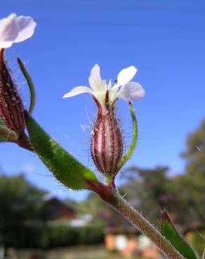 Fotografia 9 da espécie Silene gallica no Jardim Botânico UTAD