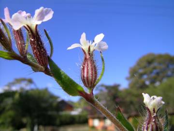 Fotografia da espécie Silene gallica