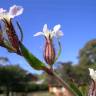 Fotografia 9 da espécie Silene gallica do Jardim Botânico UTAD