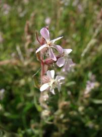 Fotografia da espécie Silene gallica