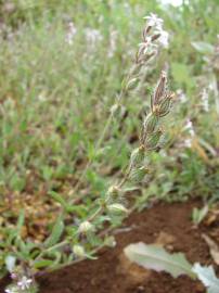 Fotografia da espécie Silene gallica
