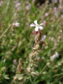 Fotografia da espécie Silene gallica