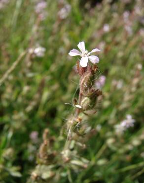 Fotografia 12 da espécie Silene gallica no Jardim Botânico UTAD