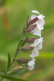 Fotografia da espécie Silene gallica