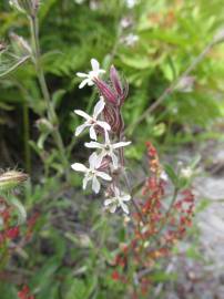 Fotografia da espécie Silene gallica