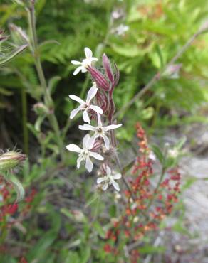 Fotografia 14 da espécie Silene gallica no Jardim Botânico UTAD