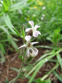 Fotografia da espécie Silene gallica
