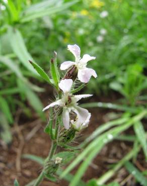 Fotografia 15 da espécie Silene gallica no Jardim Botânico UTAD