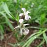 Fotografia 15 da espécie Silene gallica do Jardim Botânico UTAD