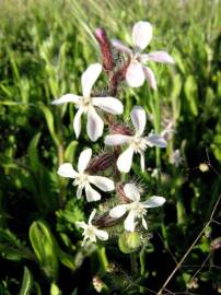 Fotografia da espécie Silene gallica