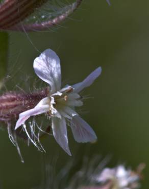 Fotografia 17 da espécie Silene gallica no Jardim Botânico UTAD